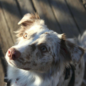 Meet your Posher, Dfwef